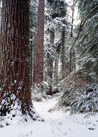 Quinault Rainforest, Washington