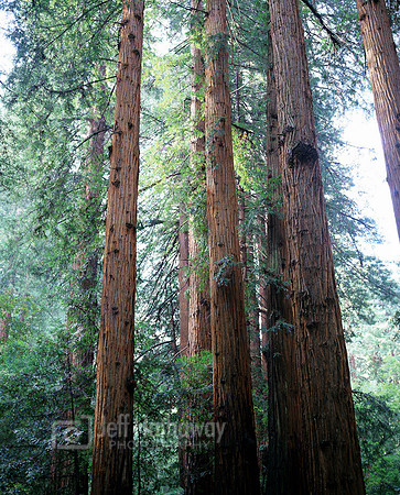 Muir Woods, California