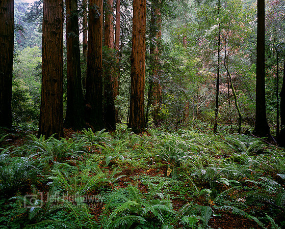 Muir Woods, California