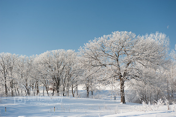 Trees with hoarfrost, Minnesota